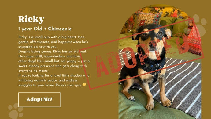 Boho Bungalow Foster Dogs: How It All Began